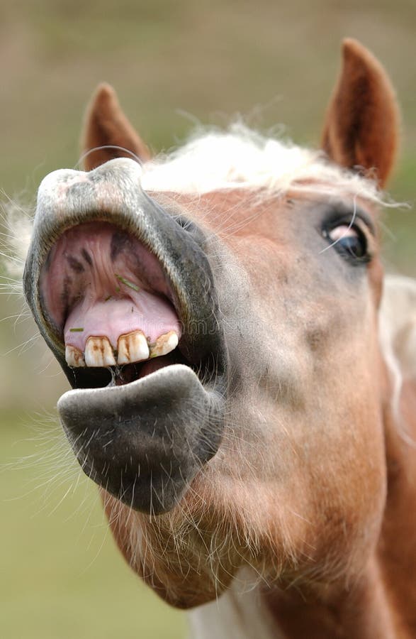 2,278 Laughing Horse Stock Photos Free & RoyaltyFree Stock Photos