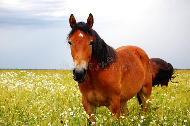 Horse