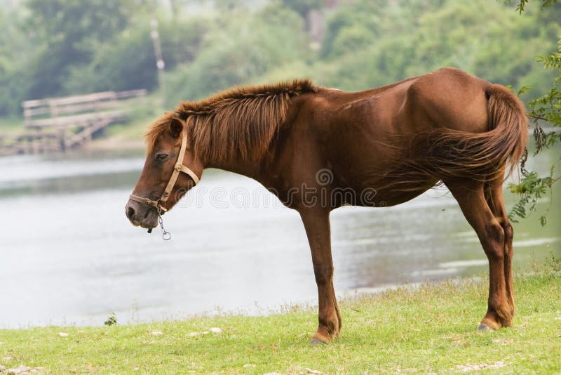 Horse