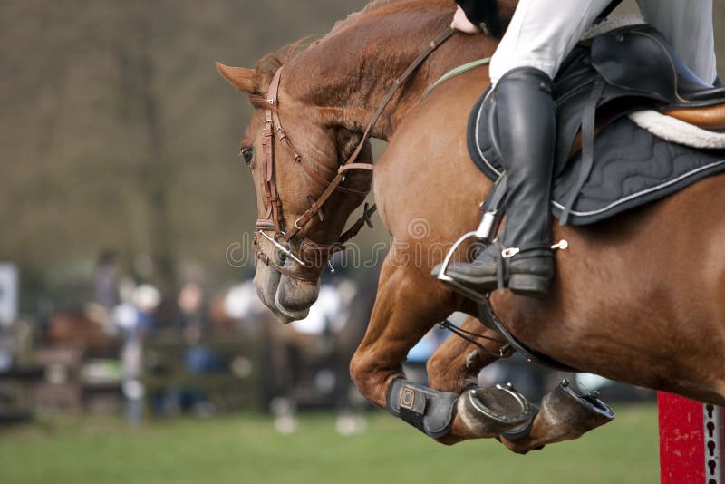 Brown horse in a showjumping event