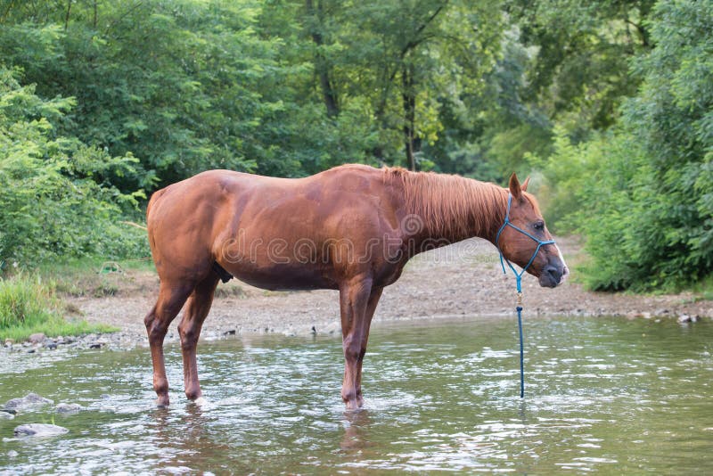 Horse Alone Drinking in a River during the Summer Stock Photo Image