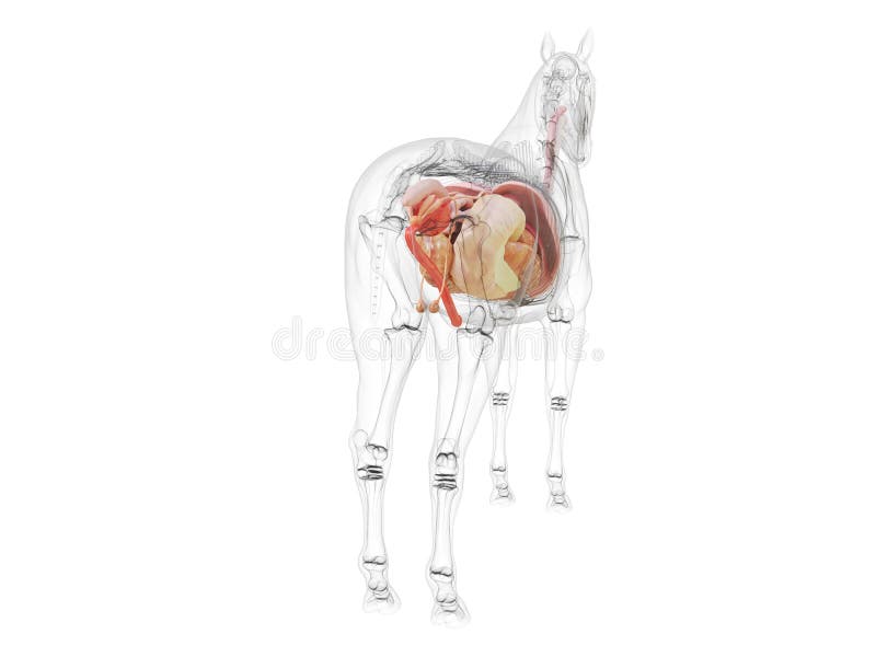 Horse Anatomy Heart Stock Illustrations 118 Horse Anatomy Heart Stock