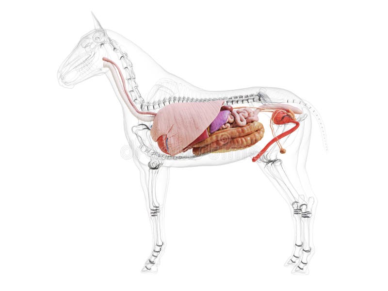 Horse Anatomy Heart Stock Illustrations 118 Horse Anatomy Heart Stock