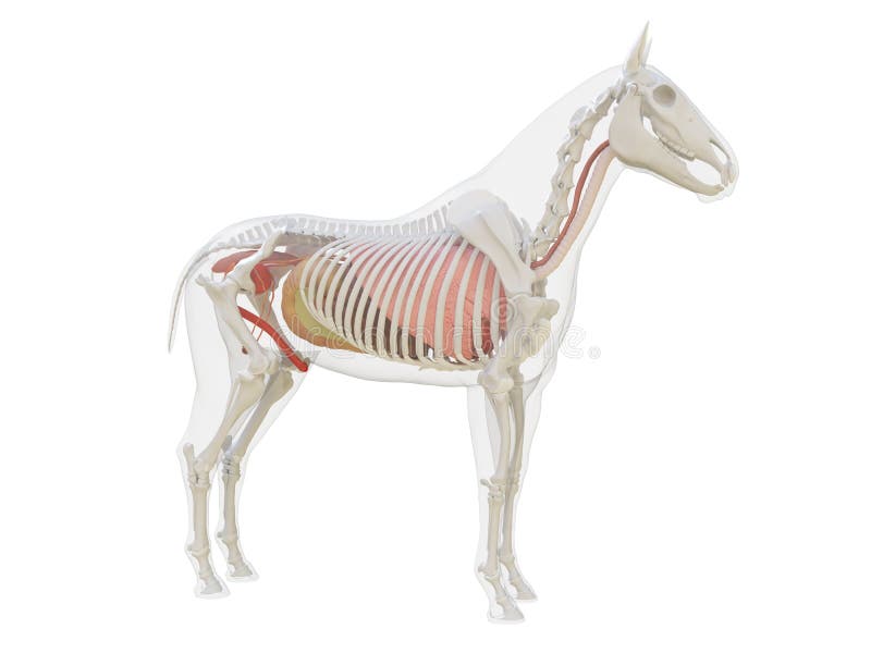 Horse Anatomy Heart Stock Illustrations 118 Horse Anatomy Heart Stock