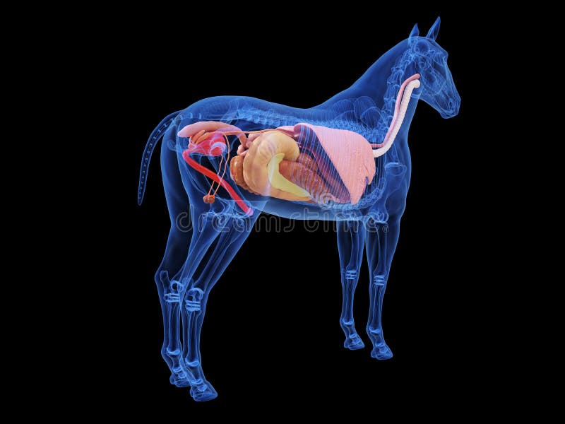 Horse Anatomy Heart Stock Illustrations 118 Horse Anatomy Heart Stock