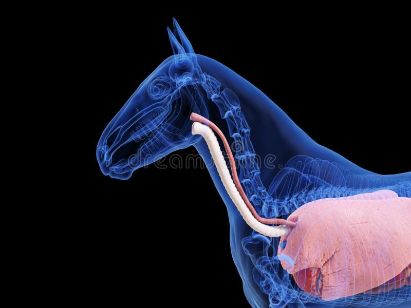 Horse Anatomy Heart Stock Illustrations 118 Horse Anatomy Heart Stock