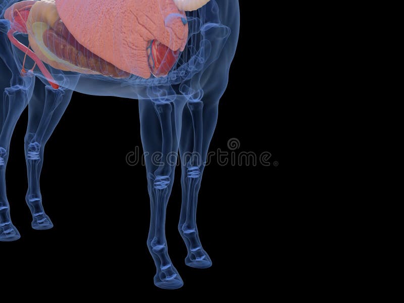Horse Anatomy Heart Stock Illustrations 118 Horse Anatomy Heart Stock