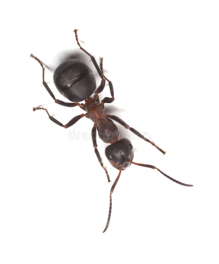 Horse ant isolated on white background