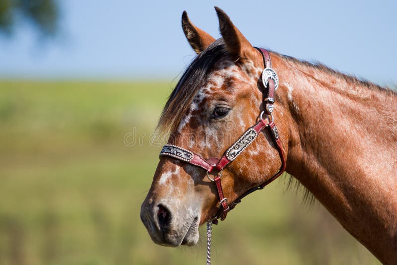 Horse Appaloosa Portrait