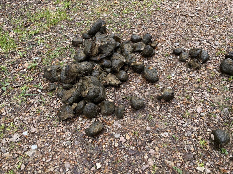 Horse apples stock photo. Image of intestinal, droppings 268636112