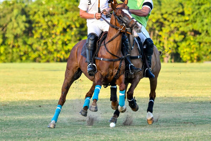 Horse attack stock image. Image of gallop, range, drive 18450035