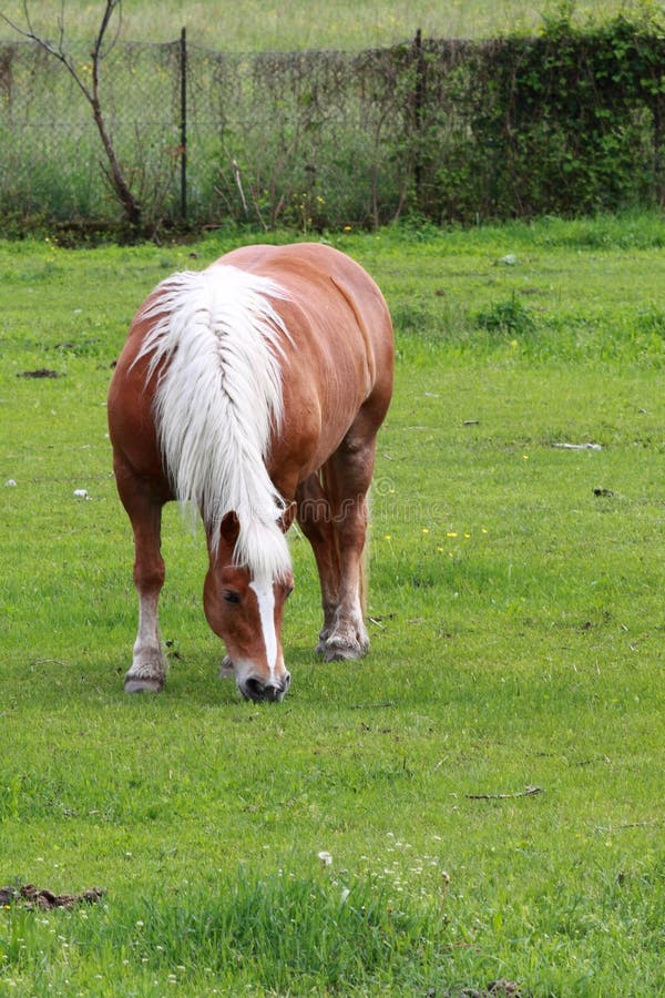 Horse attitude stock image. Image of speed, farm, pasture 21269731