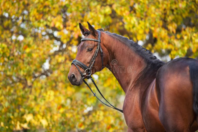 Horse in autumn landscape