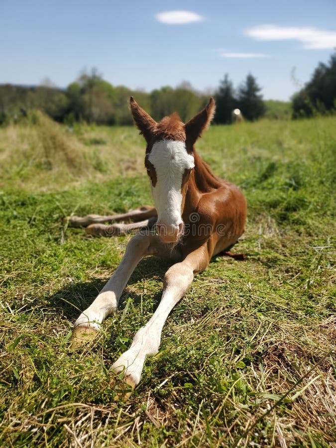 Horse Baby Colt Field Nature Animals Stock Photo - Image of pasture,  stallion: 207768810