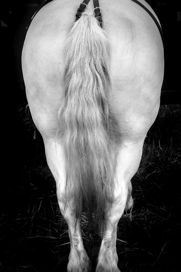 Horse back stock photo. Image of straw, sport, rear 115278072