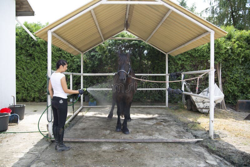 Horse bath. A woman cleans a horse. Horse care royalty free stock photography