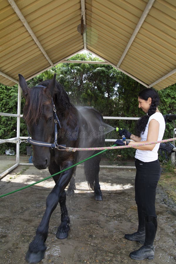 Horse bath. A woman cleans a horse. Horse care stock image