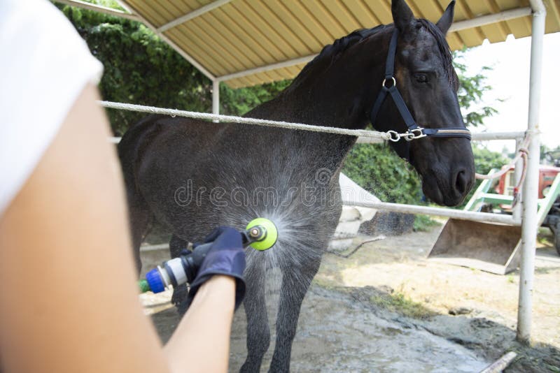 Horse bath. A woman cleans a horse royalty free stock images