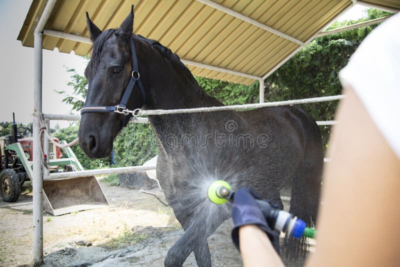 Horse bath. A woman cleans a horse royalty free stock image