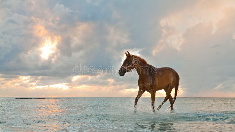 Schönes Pferd im Trab auf den Strand bei Sonnenaufgang.