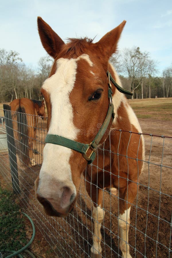 Horse behind a fence