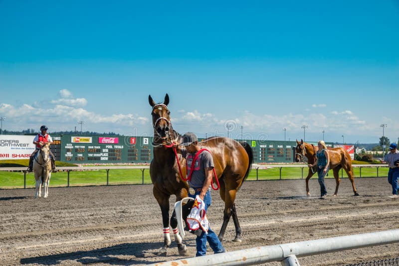 Horse Being Taken Back To Stable after Race at Emerald Downs Editorial