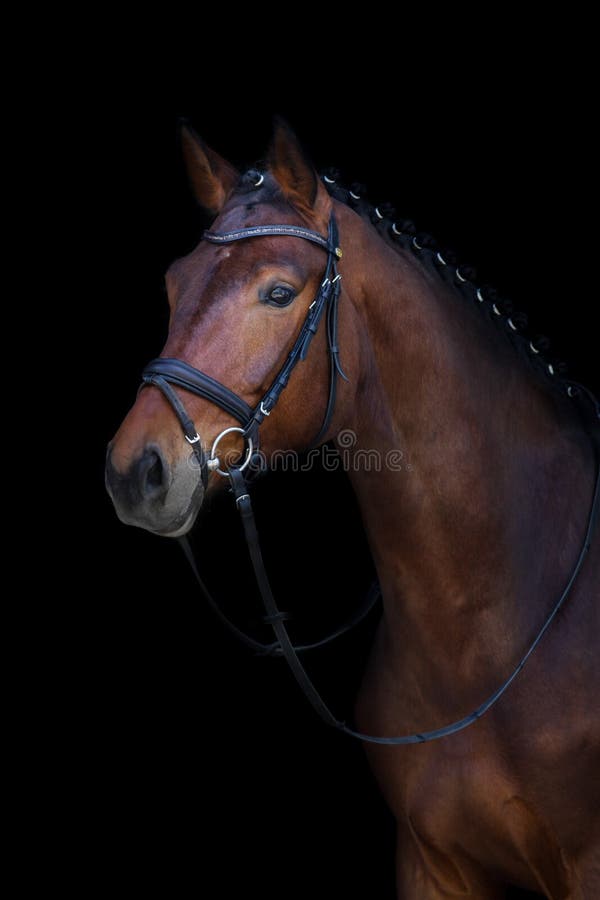 Bay horse isolated stock image. Image of equestrian, animal 71529299