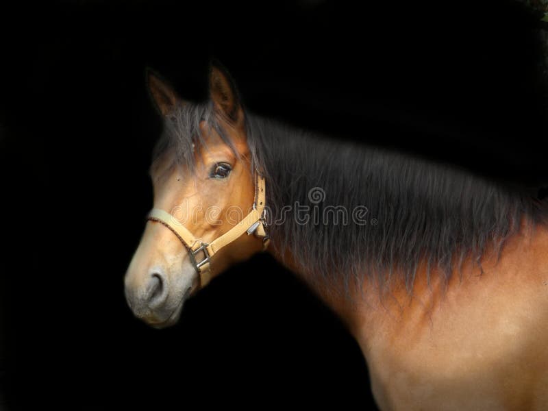 Horse on black background stock photo. Image of equestrian 125075654