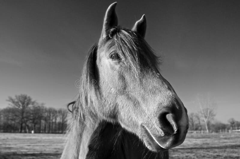 Horse black & white