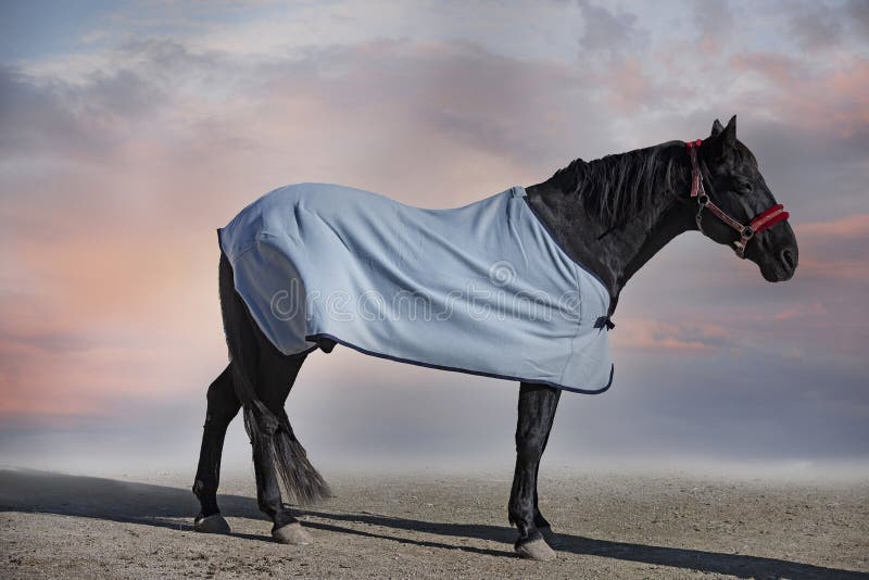 Horse and blanket stock image. Image of black, stallion 241998871