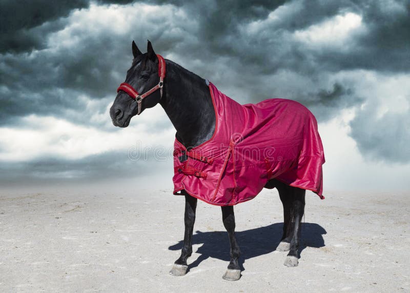 Horse and blanket stock image. Image of waterproof, outdoors 255551083