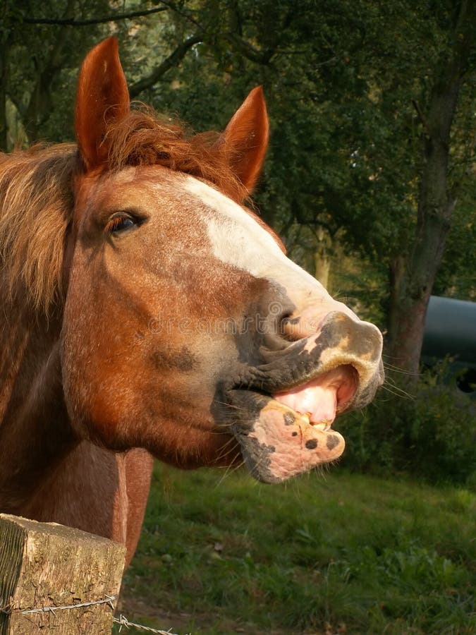 Funny Face Horse stock image. Image of nose, comical, funny 8639113