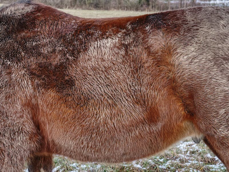 Adult horse aclimated to winter cold weather. Horse body protection with thick rough fur wrist resistant warm layer ungulate surface subcutaneous fat stroke standard skin senior save energy risk requirement prevent palm moisture mane love leather keep insulating insulate illness healthy hazard hairy growth good condition finger equine enough developing needs dehydration critical temperature control consume check chance care analysis acclimate