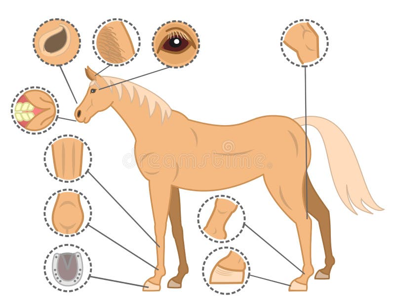Horse bodys check points stock vector. Illustration of body 34826289