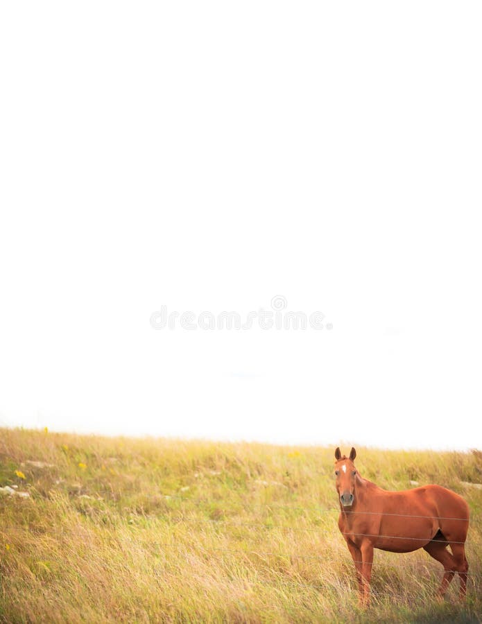 Horse border stock photo. Image of page, copy, ranch 59567358
