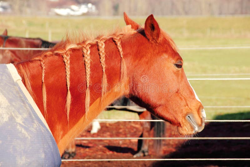 A horse with a braided mane. A horse with a braided mane.