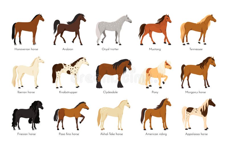 Horse Breed. American Appaloosa Animals. Arabian or English Sport Mane ...