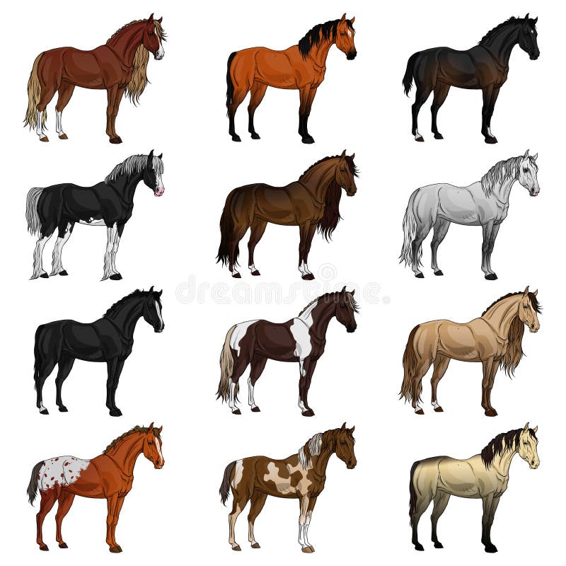 Horse Breed Set. Vector Illustration Stock Vector Illustration of