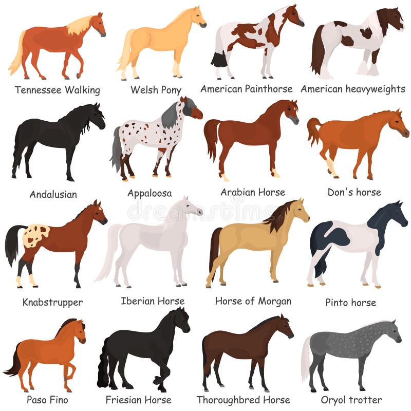 horse breeds color flat icons set stock illustration