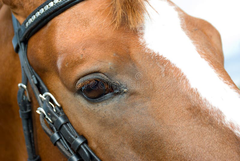 Black & White Horse Eye Stock Photo Image of fields, bridle 2889538