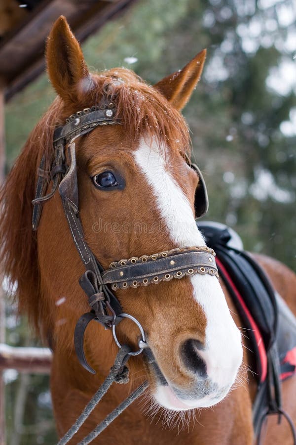 Horse with bridle stock image. Image of brown, farm, mammal 9345421