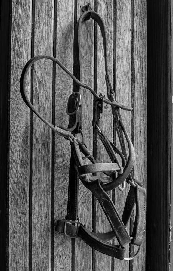 Bridles Hanging on Barn Wall Stock Image Image of riding, sports