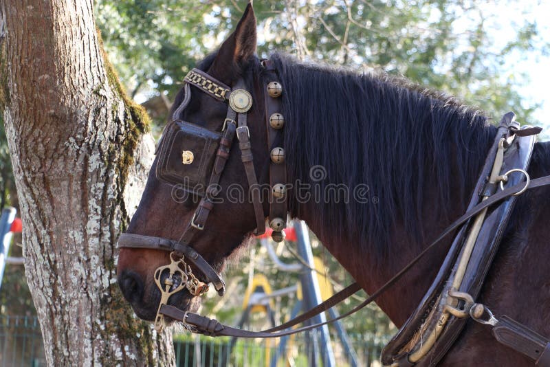 Horse in bridle