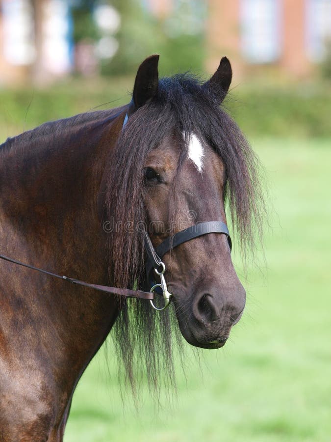 Horse in bridle head shot stock photo. Image of beauty 24827112