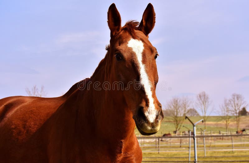 Horse, Bridle, Mane, Mare Picture. Image 113156665