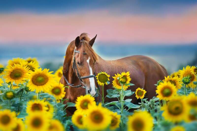 Horse in bridle in sunflowers