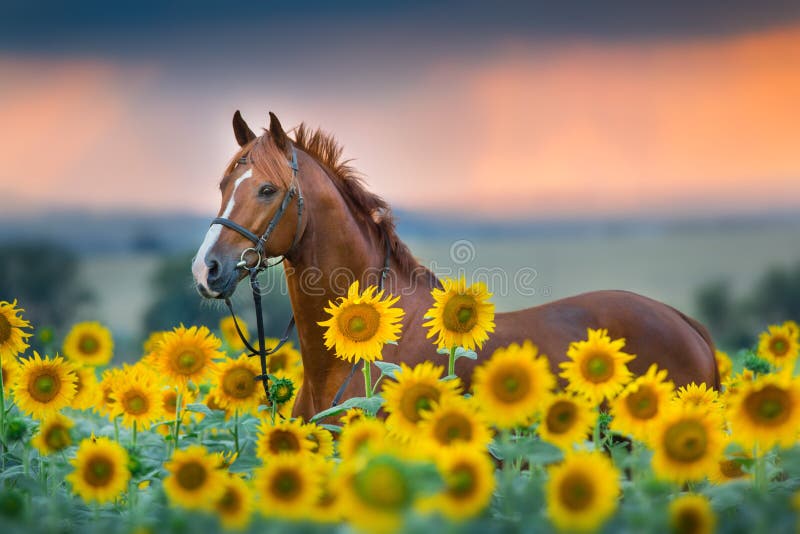 Horse in bridle in sunflowers