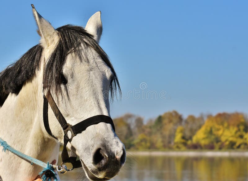 Horse, Bridle, Horse Tack, Rein Picture. Image 111719805