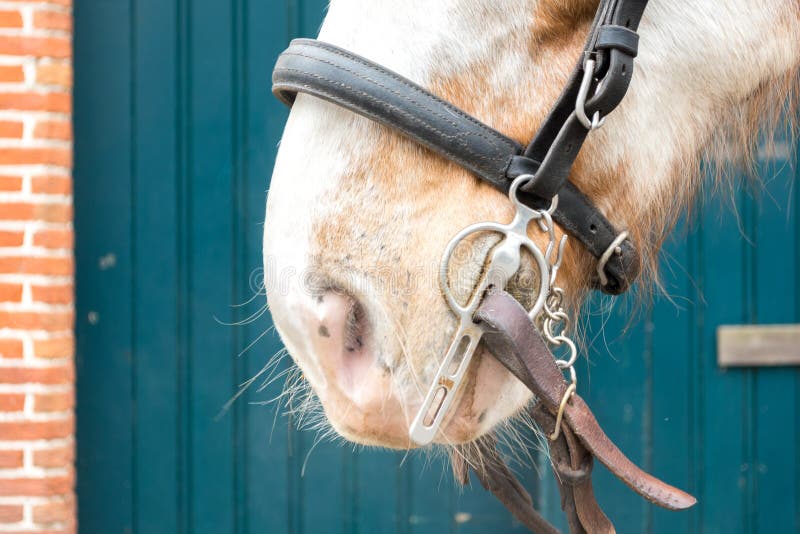 Horse with Bridle stock image. Image of mammal, elegant 54338703