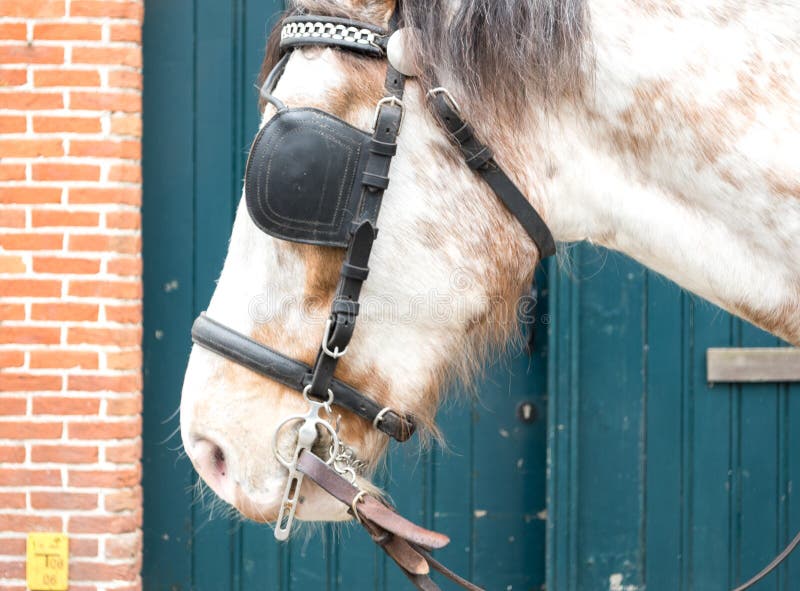 Horse with Bridle stock photo. Image of equestrian, outdoor 54339030